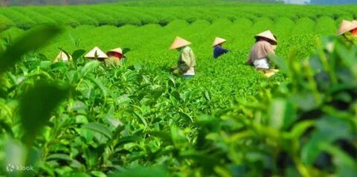 Blouse tay phồng quá đà: Tay phồng quá to dễ khiến tổng thể trông nặng nề, thay vào